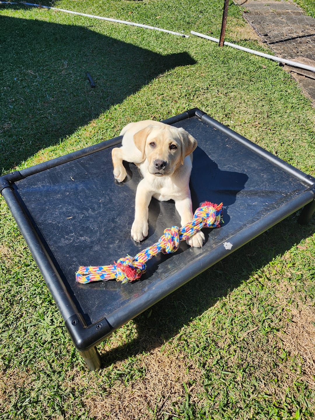 Customer photo review of Reinforced Elevated TuffyBed