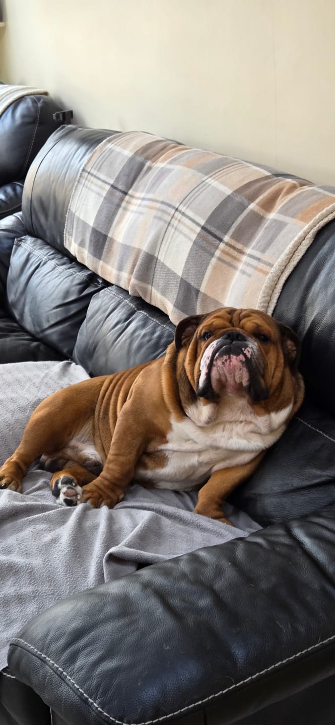 Customer photo review of Anti-Itch Dog Chews Twin Pack
