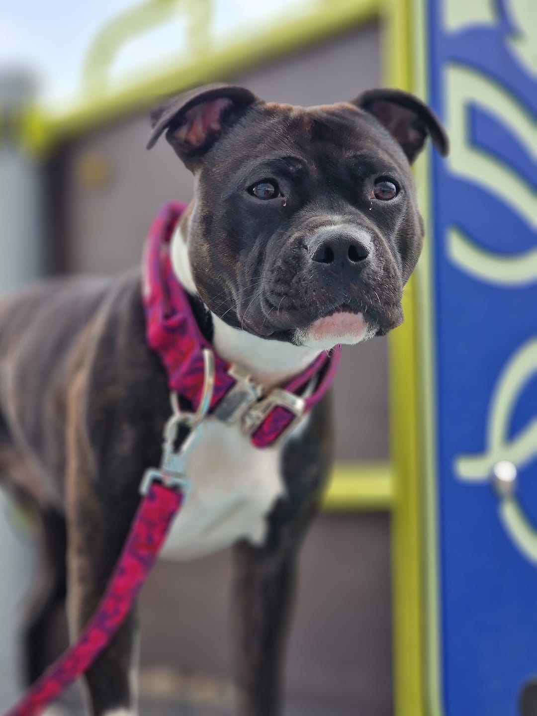 Customer photo review of Comfort Control Dog Collars