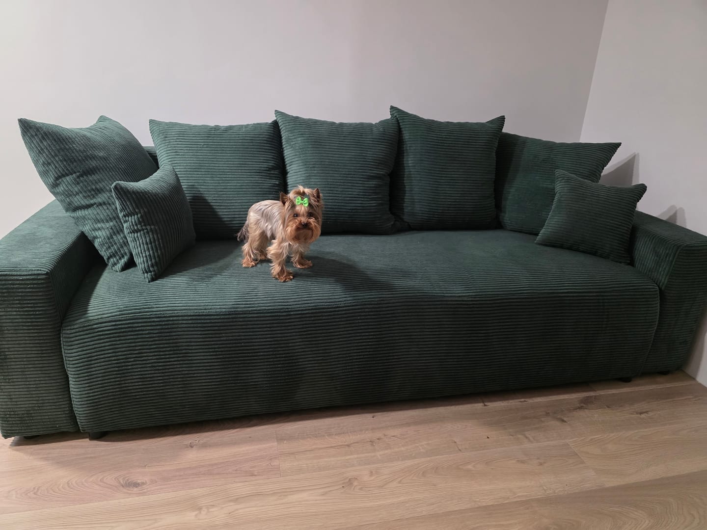 Customer photo review of Sofa "Plush" Cappuccino