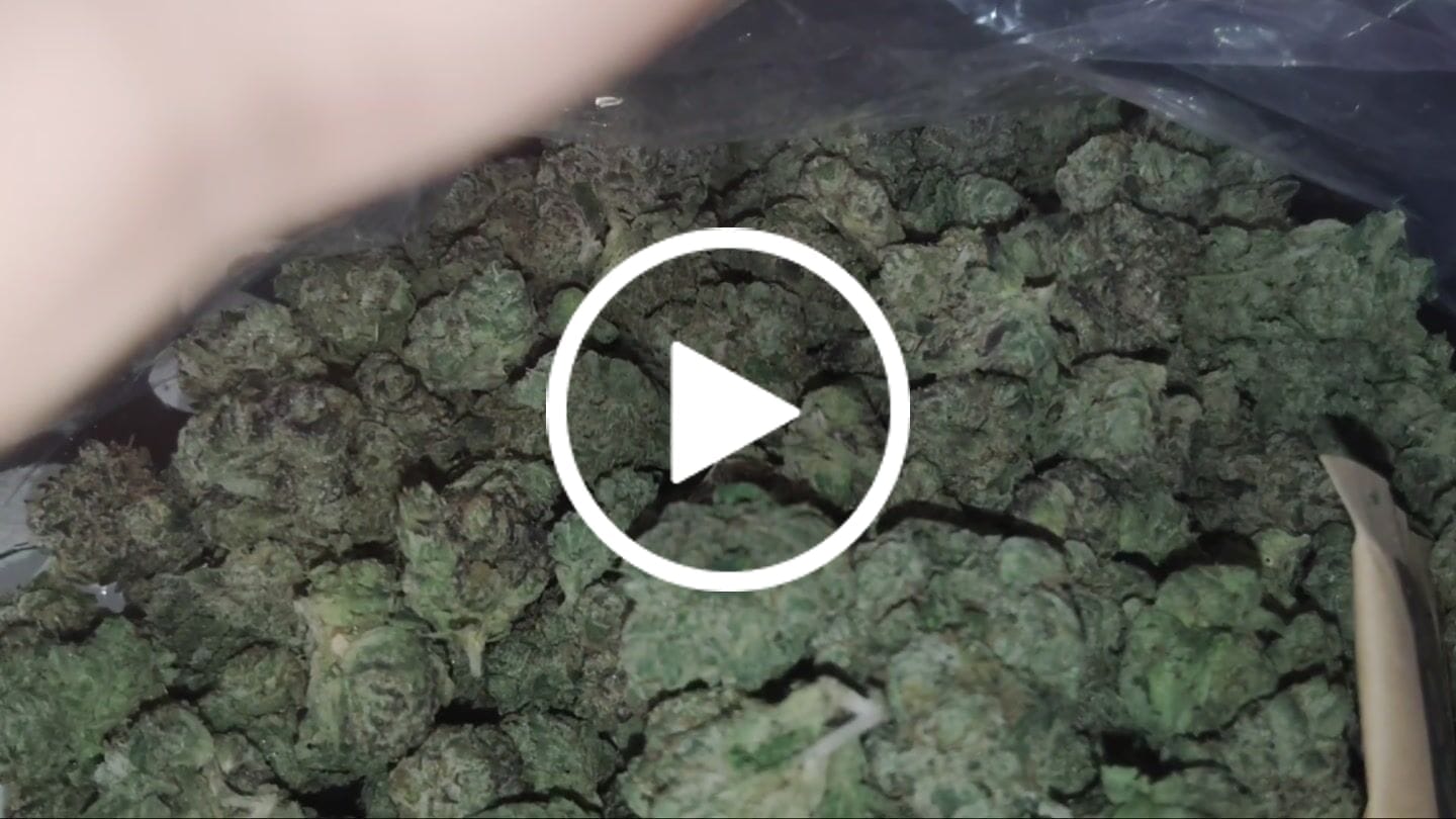 Customer video review of Boutique Exotics Berry Pop Minis - Bulk Minis - Hybrid