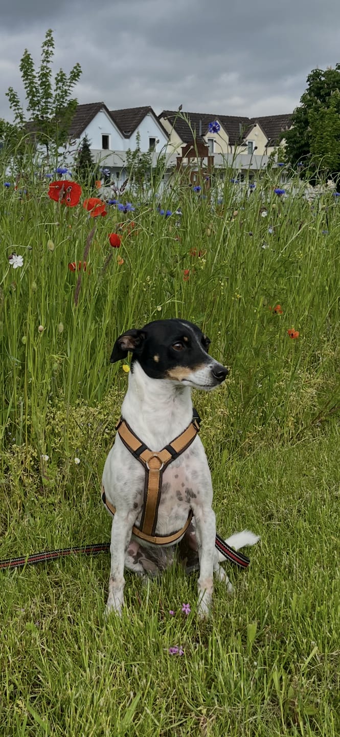 Customer photo review of Wurmtest Pro Hund Sparpaket
