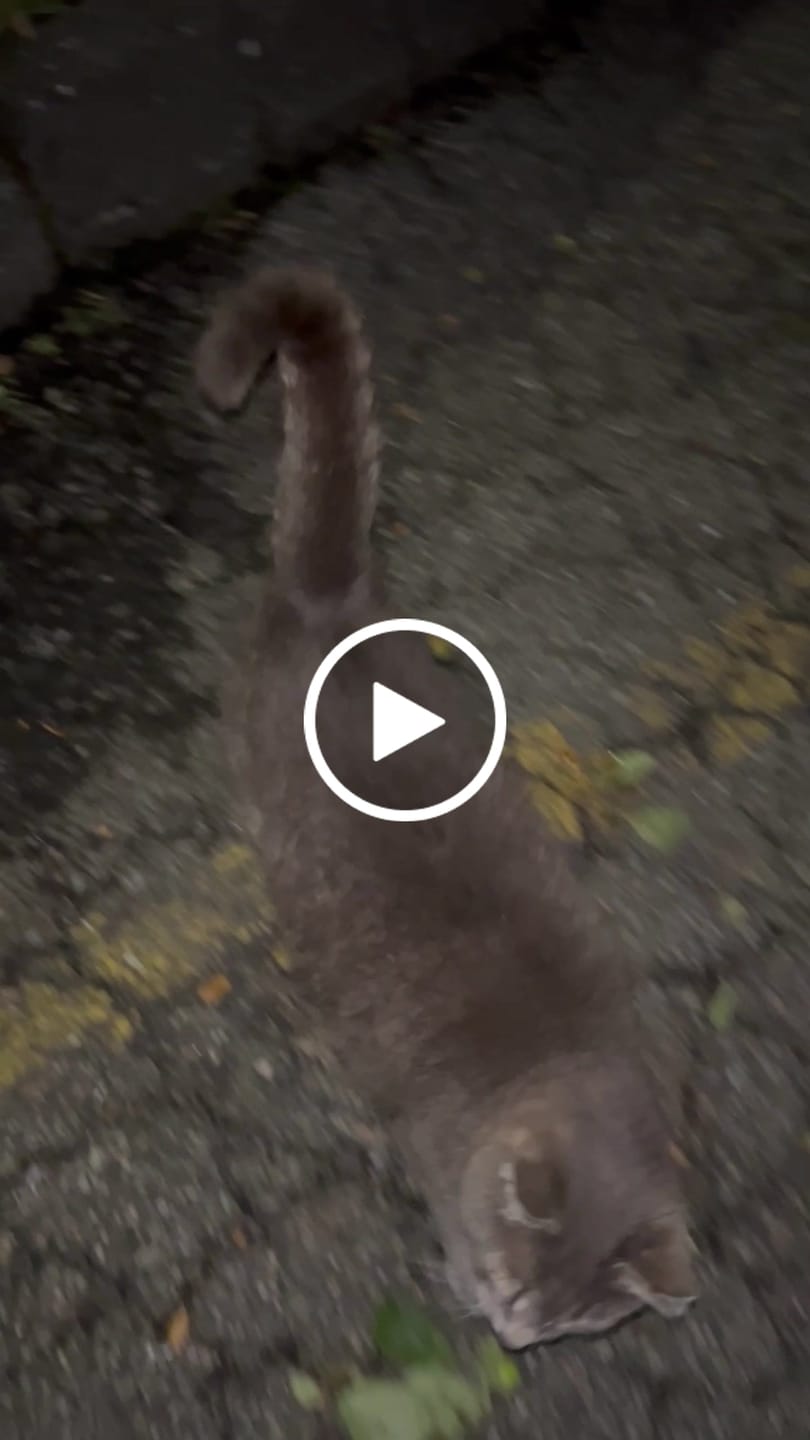 Customer video review of Cat Arthritis & Joint Pain Relief Remedy