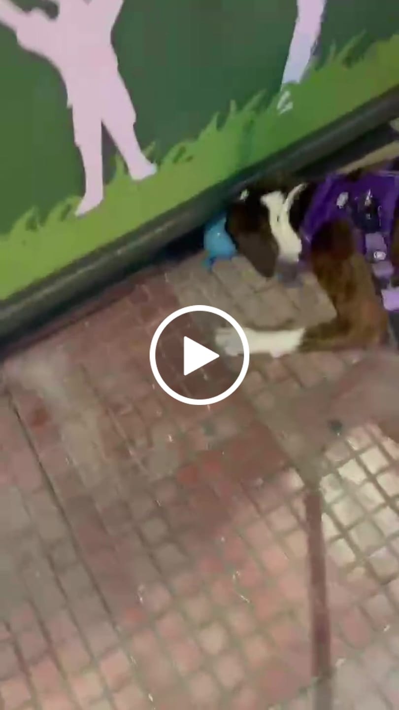 Customer video review of Air Harness | Anti-Pull & With Handle - Purple