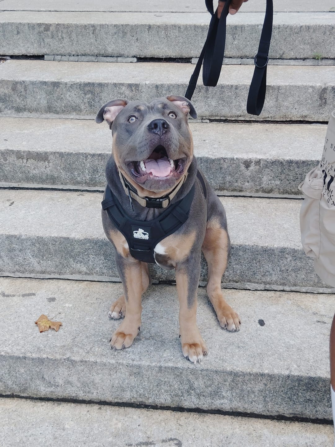Customer photo review of No Pull Bully Proof Harness