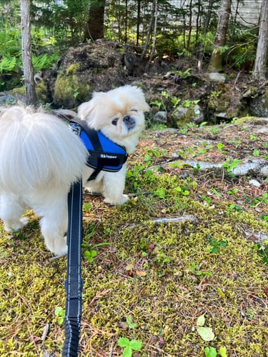 Customer's Pekingese dog wearing a blue Dogshood Ergonomic Harness while walking on a mossy forest path.