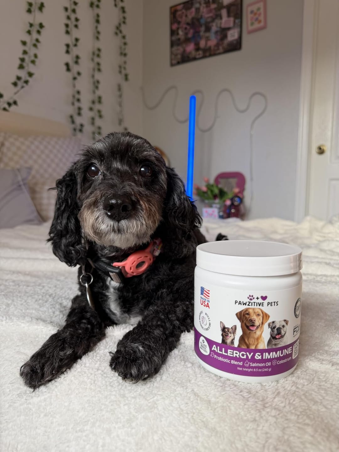 Customer photo review of Dog Allergy Chews for Itchy Skin, Paw Licking & Seasonal Allergies – Immune Support, 120 Soft Chews (Beef Flavor)