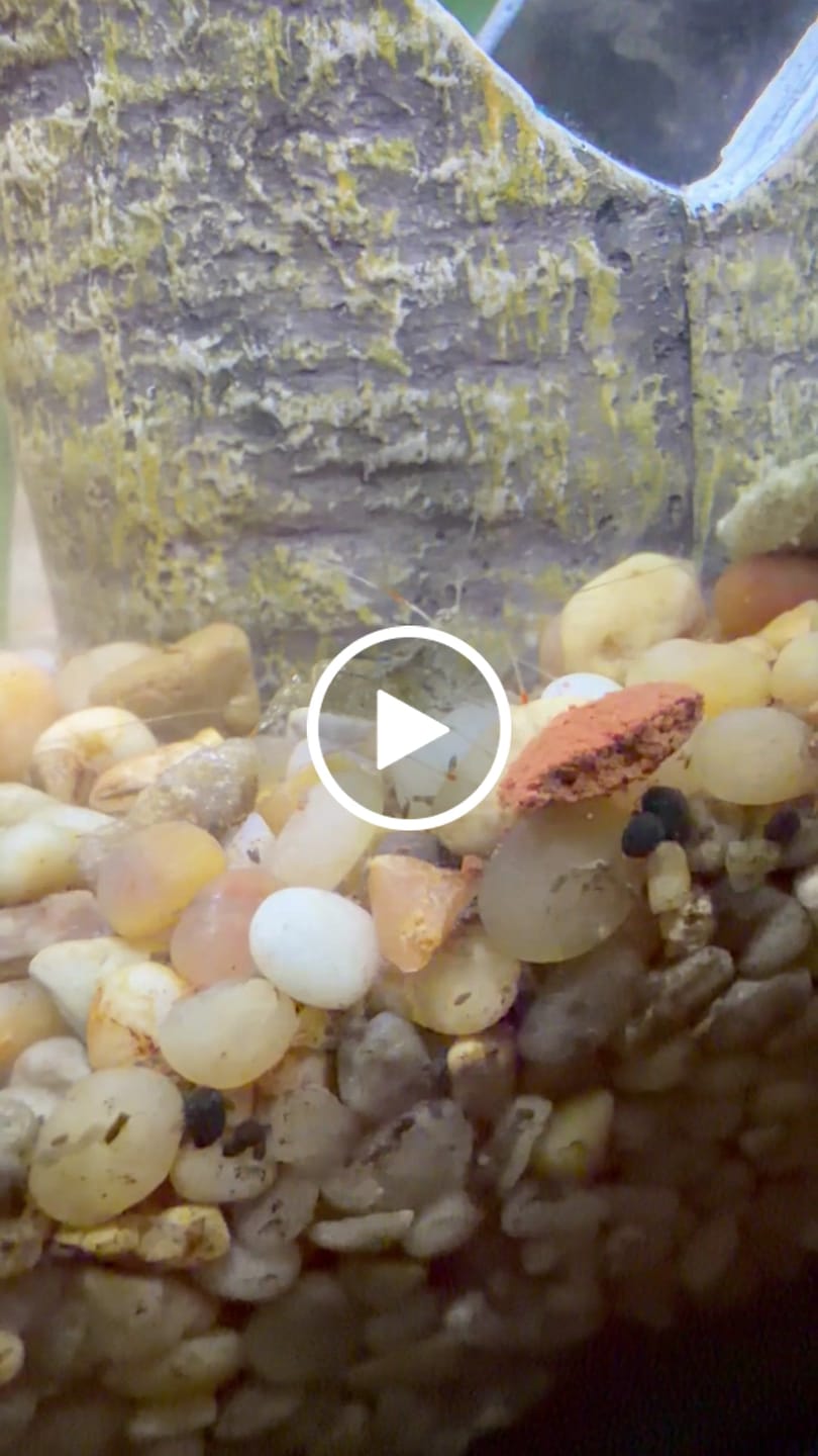Customer video review of Amano Shrimp