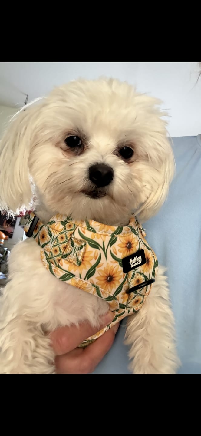 Customer photo review of Lead - Sunny Paws