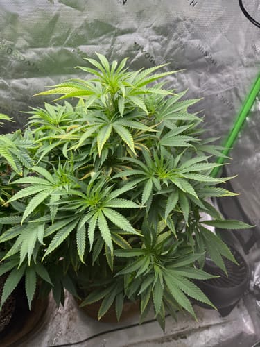 King Louis XIII - 28 Grams - Indica photo review