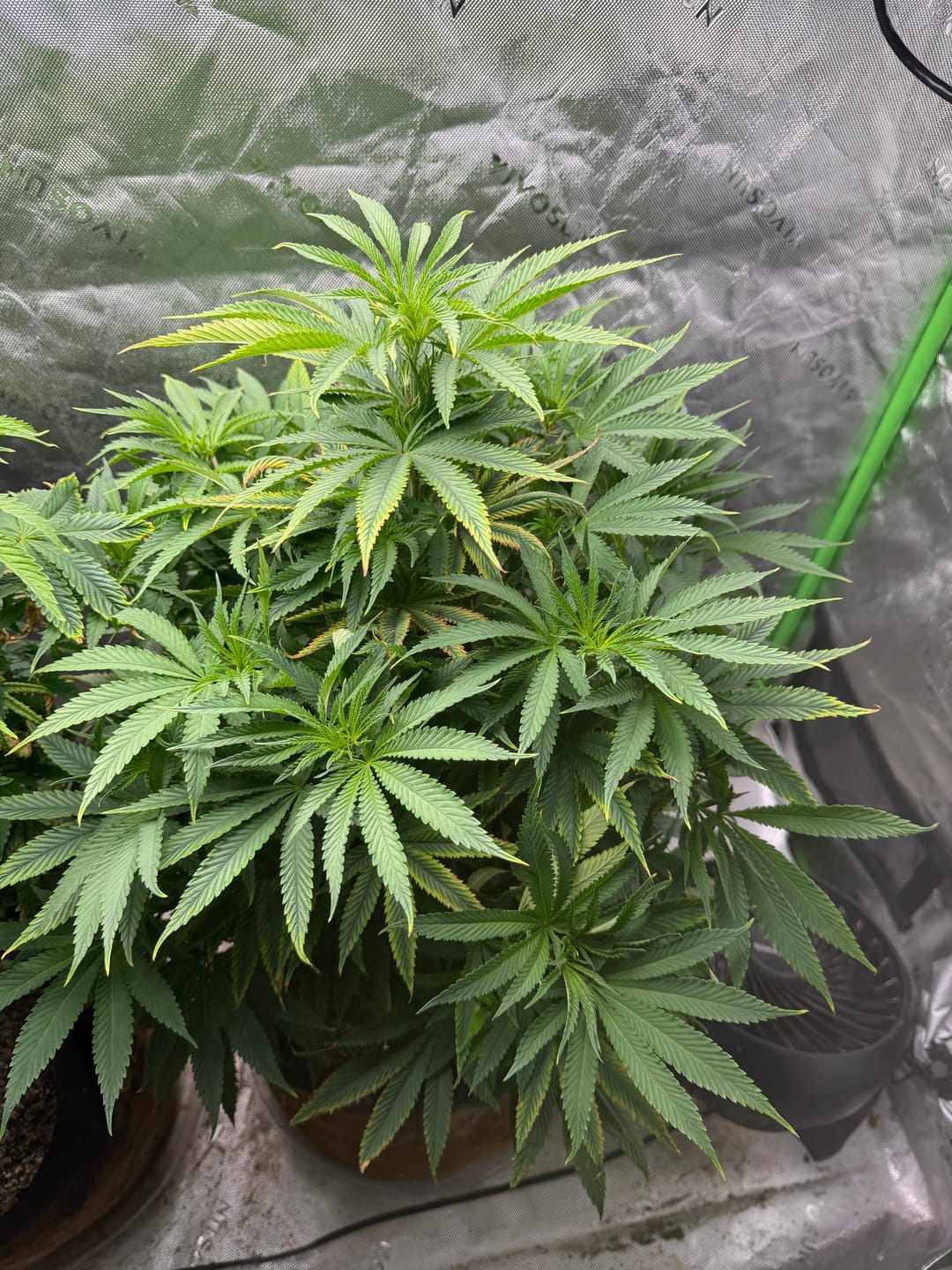 Customer photo review of King Louis XIII - 28 Grams - Indica