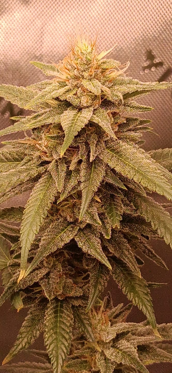 Customer photo review of Hanfstecklinge | Gorilla Frost