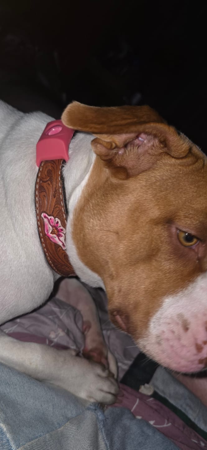 Customer photo review of FurLife™ - 12 Months All Natural Flea and Tick Tags for Dogs