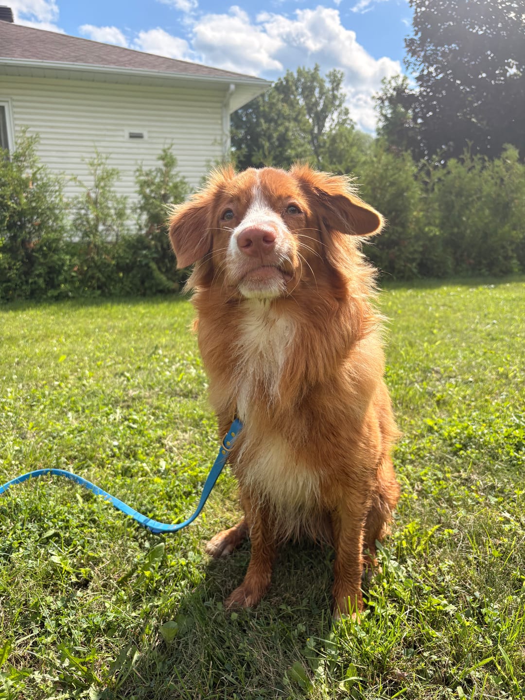 Customer photo review of Biothane Traffic Handle Dog Leash