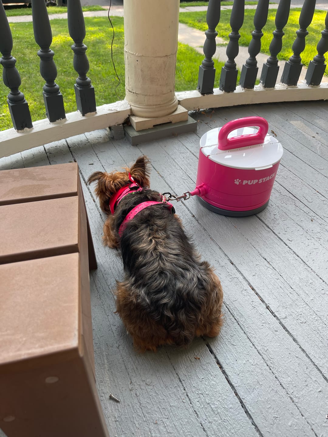 Customer photo review of Pup Stack - Pink