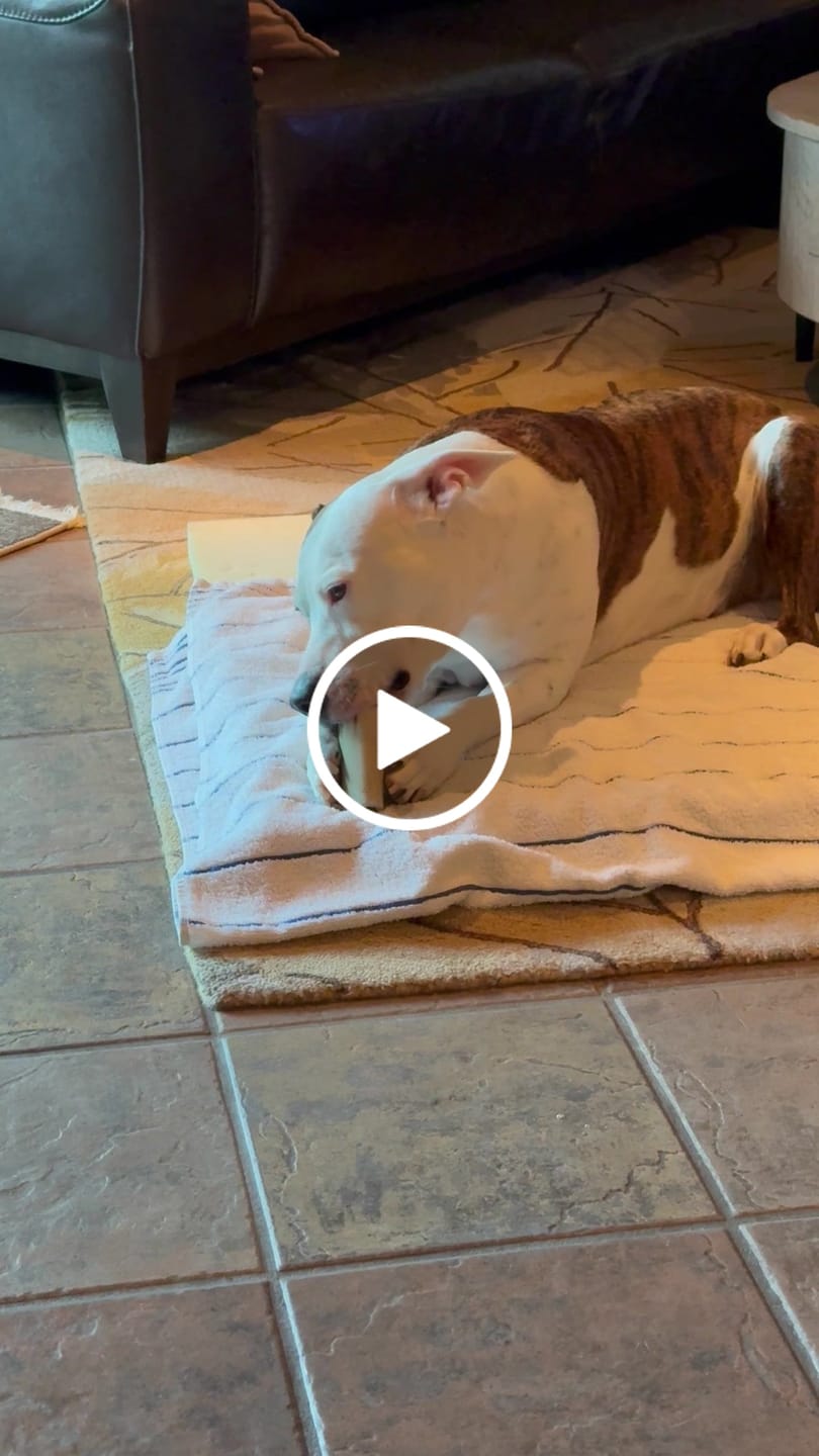 Customer video review of Bone Refills Dog Meat 90 Grams (4 Pack)®