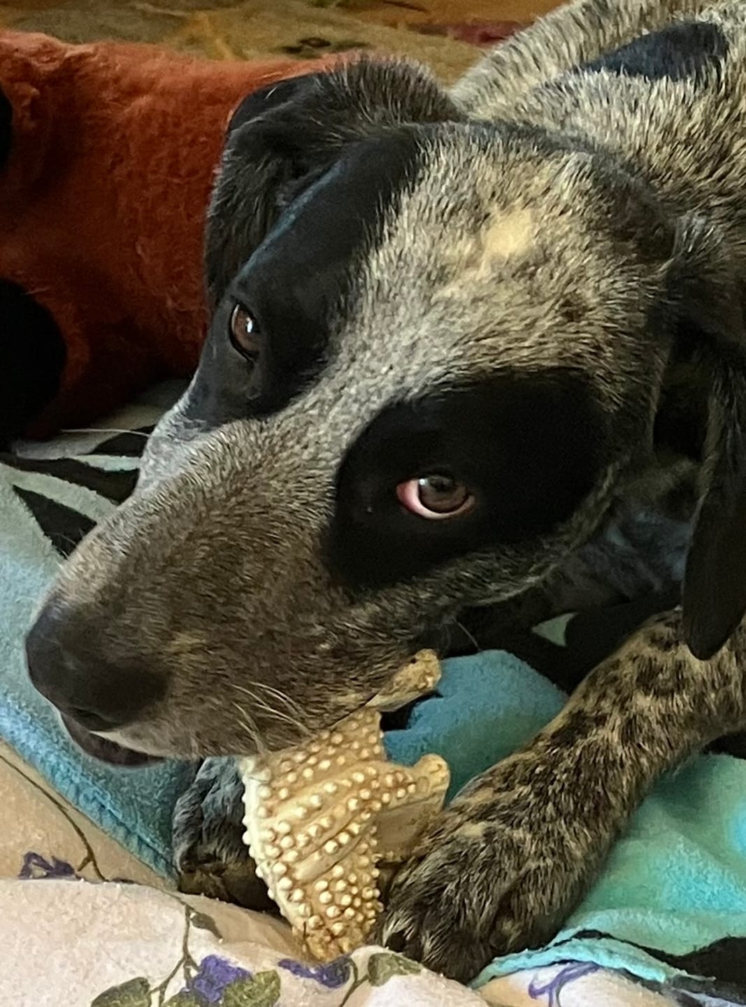 Customer photo review of 6 Inch Standard Bully Stick
