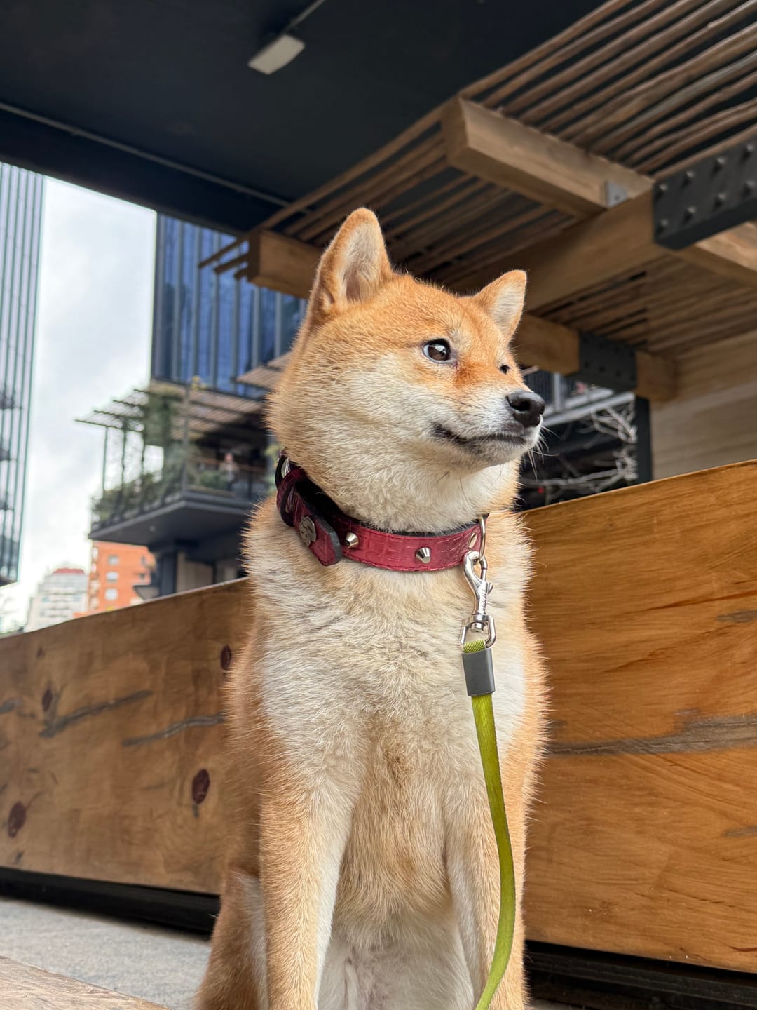Customer photo review of Collar Cuero 2.5 cm para Perros - Street Dogs - Metallic Pink