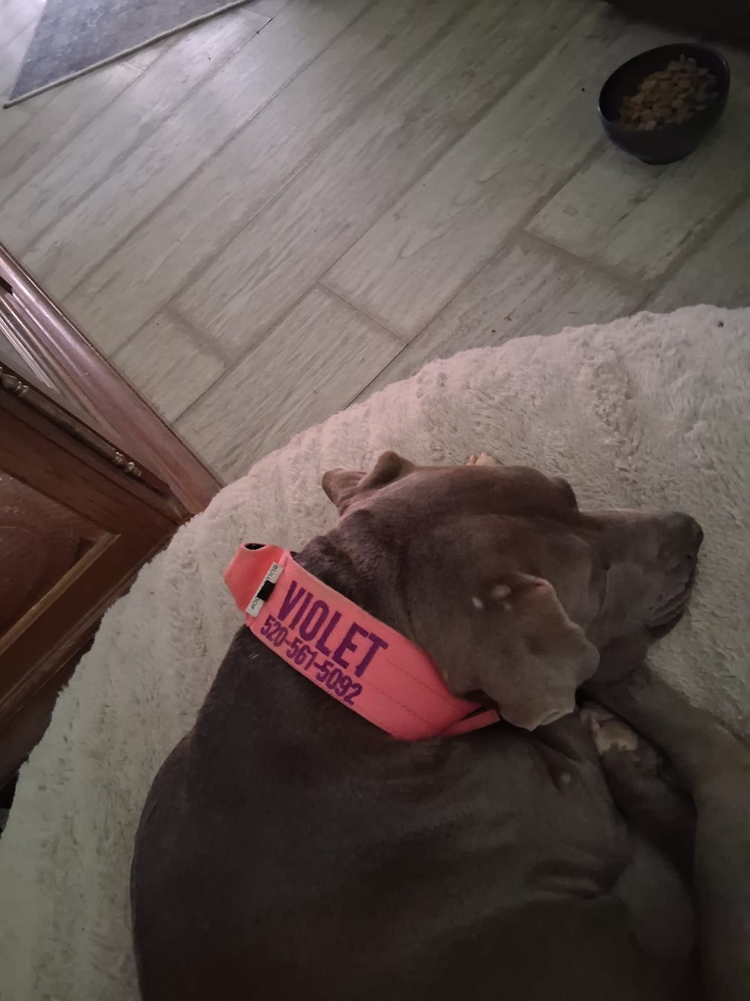 Customer photo review of Bully Proof Collar