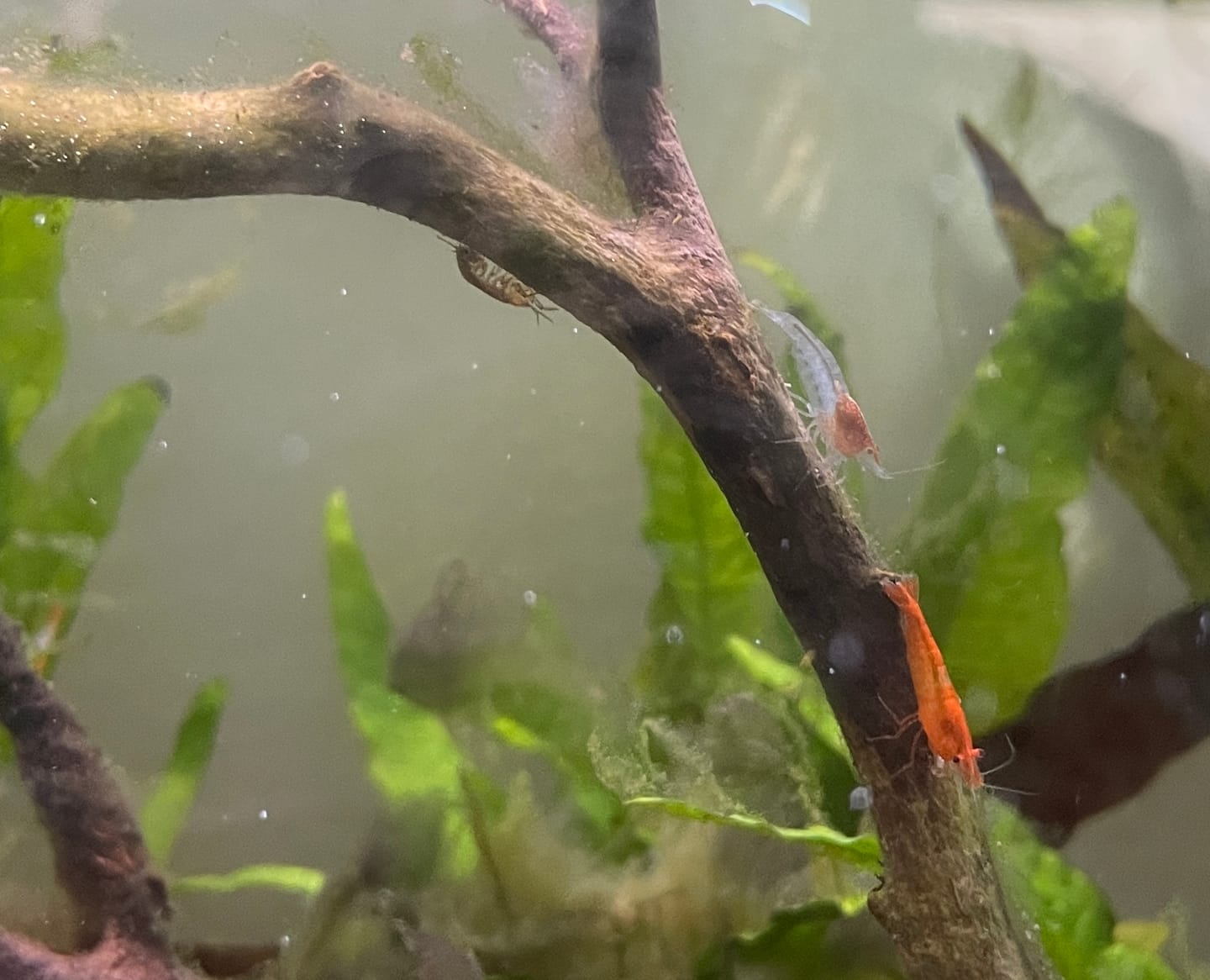 Customer photo review of Orange Rili Shrimp