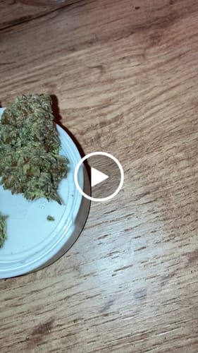 Customer video review of THC-A 31% Flower Biscotti Mintz
