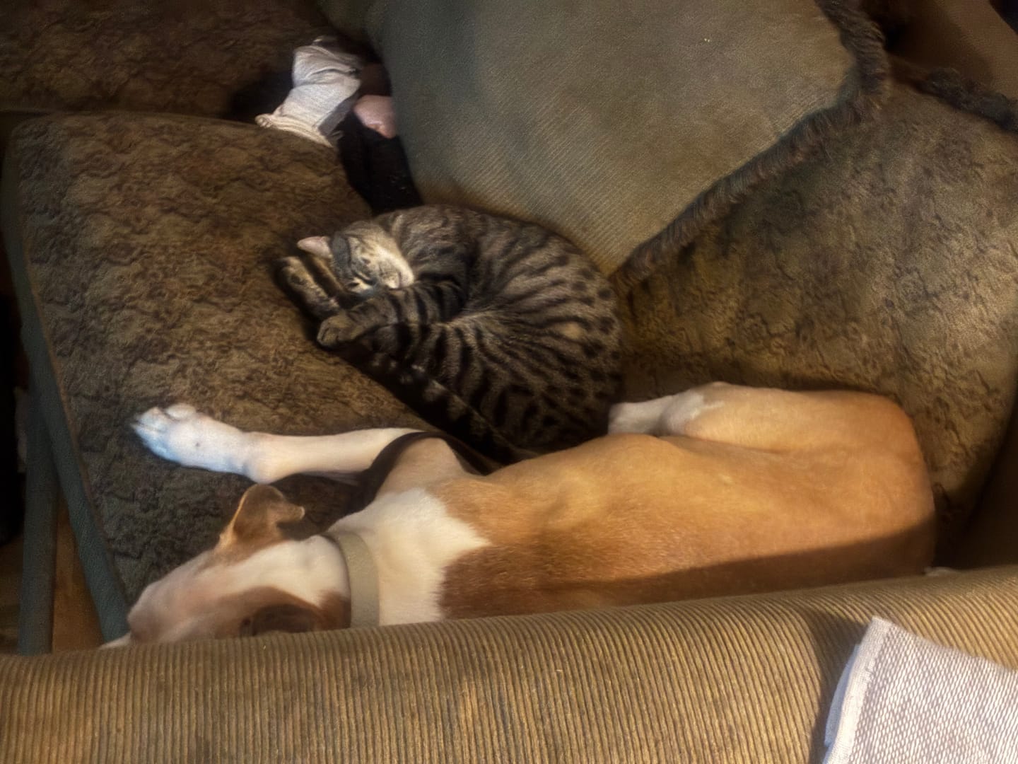 Customer photo review of GCP Flea & Tick Natural Defense for Cats - 100 Soft Chews