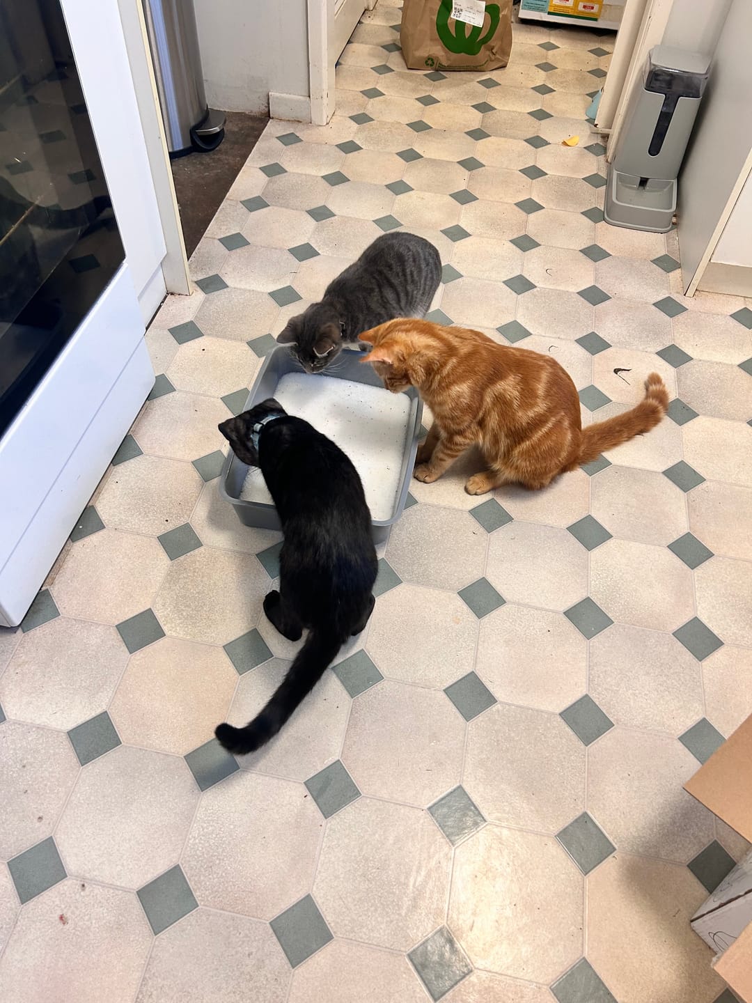 Customer photo review of Fit Litter