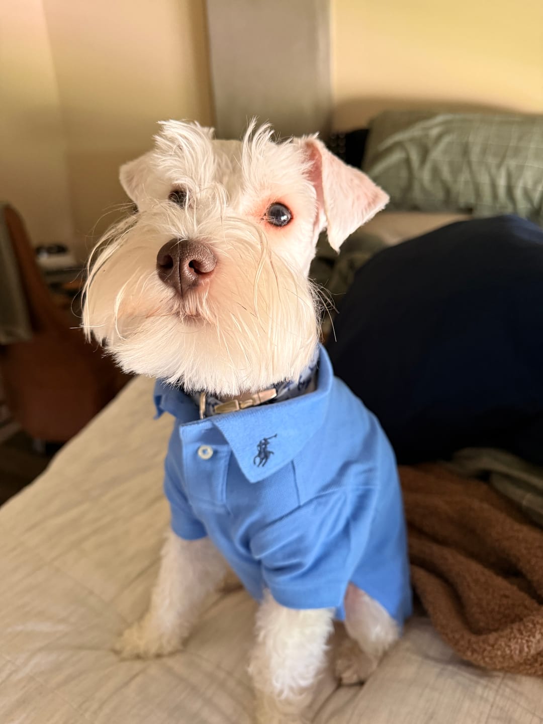 Customer photo review of Polo Ralph Lauren Cotton-Mesh Dog Polo Shirt (Fashion)