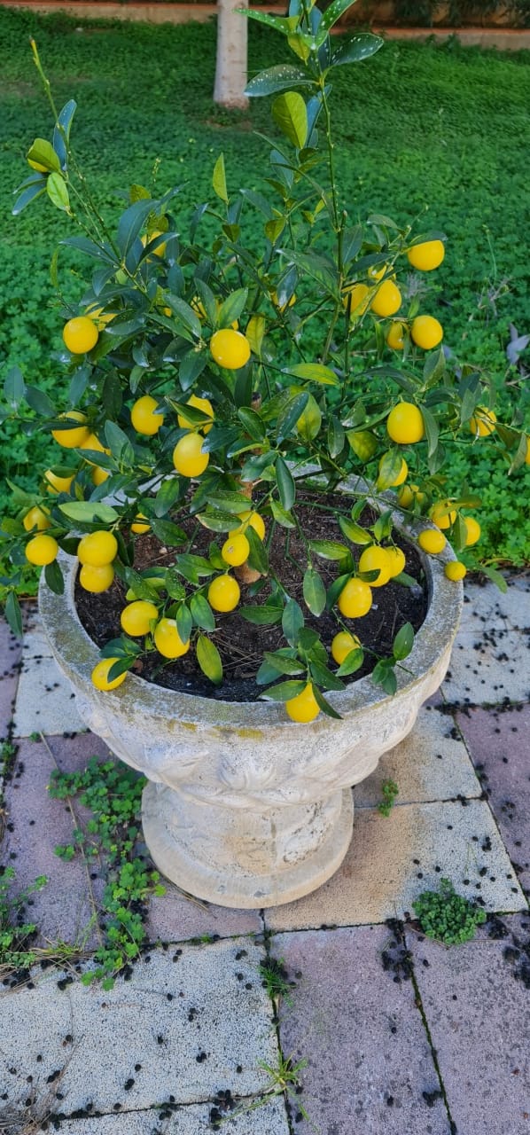 Customer photo review of Abono para Cítricos con Hierro y NPK | Fertibono CitriPlus 2L