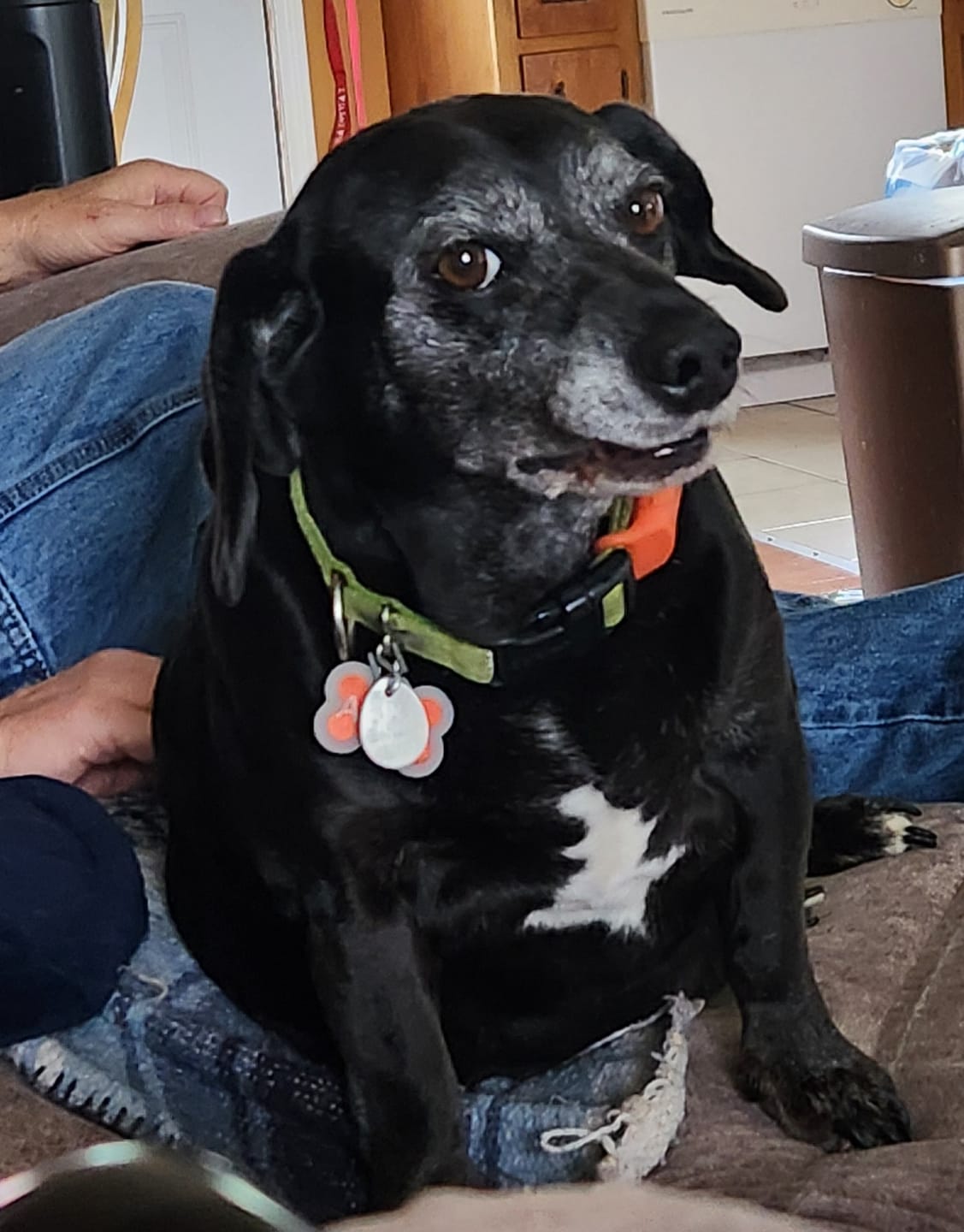 Customer photo review of FurLife™ - 12 Months All Natural Flea and Tick Tags for Dogs