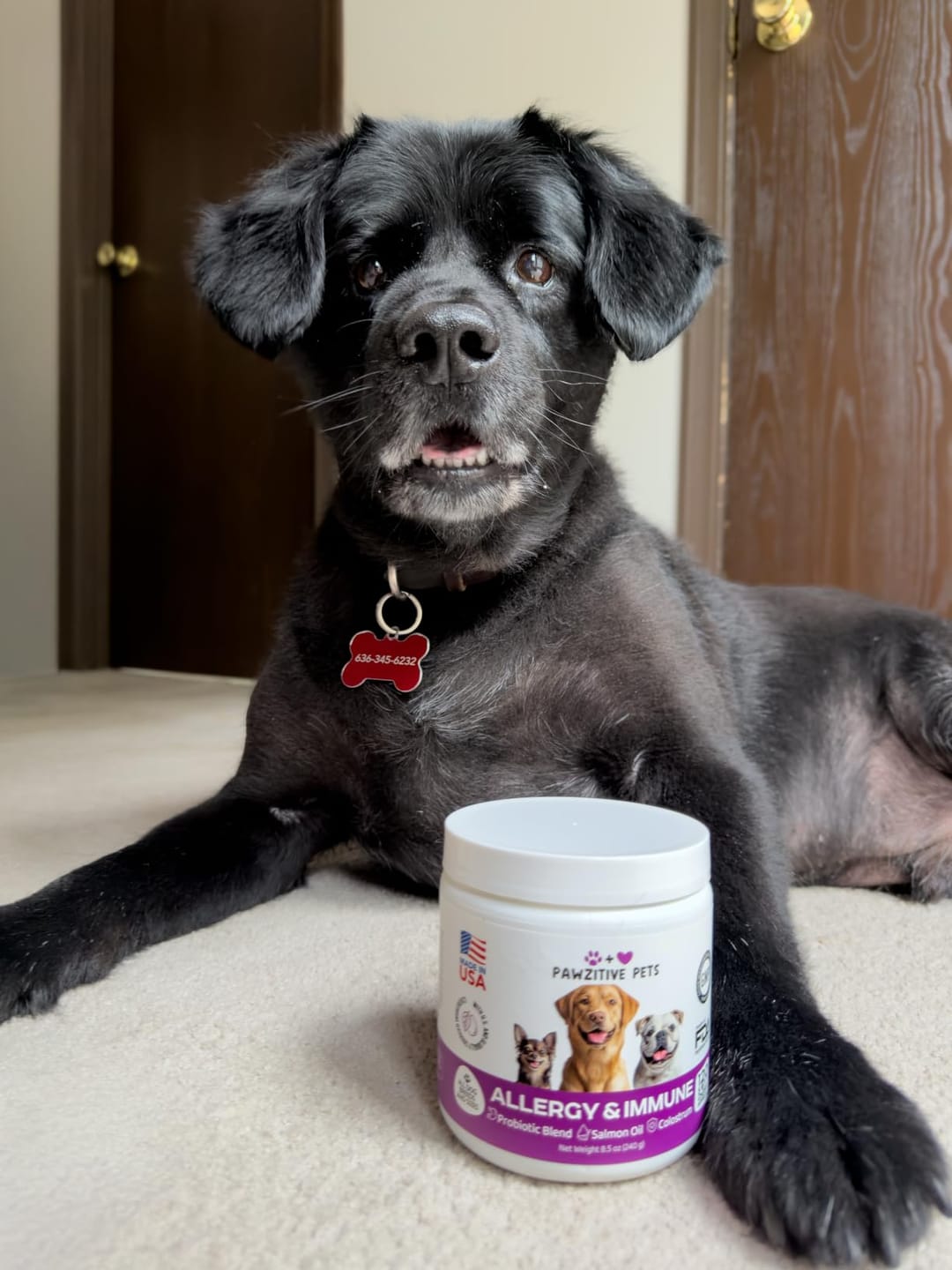 Customer photo review of Dog Allergy Chews for Itchy Skin, Paw Licking & Seasonal Allergies – Immune Support, 120 Soft Chews (Beef Flavor)