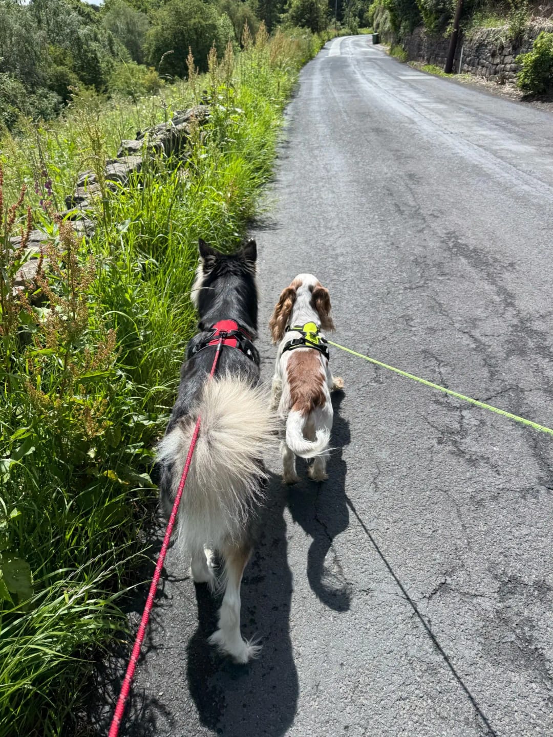Customer photo review of Fellheimat ComfortWalk™ Anti-Zieh-Geschirr