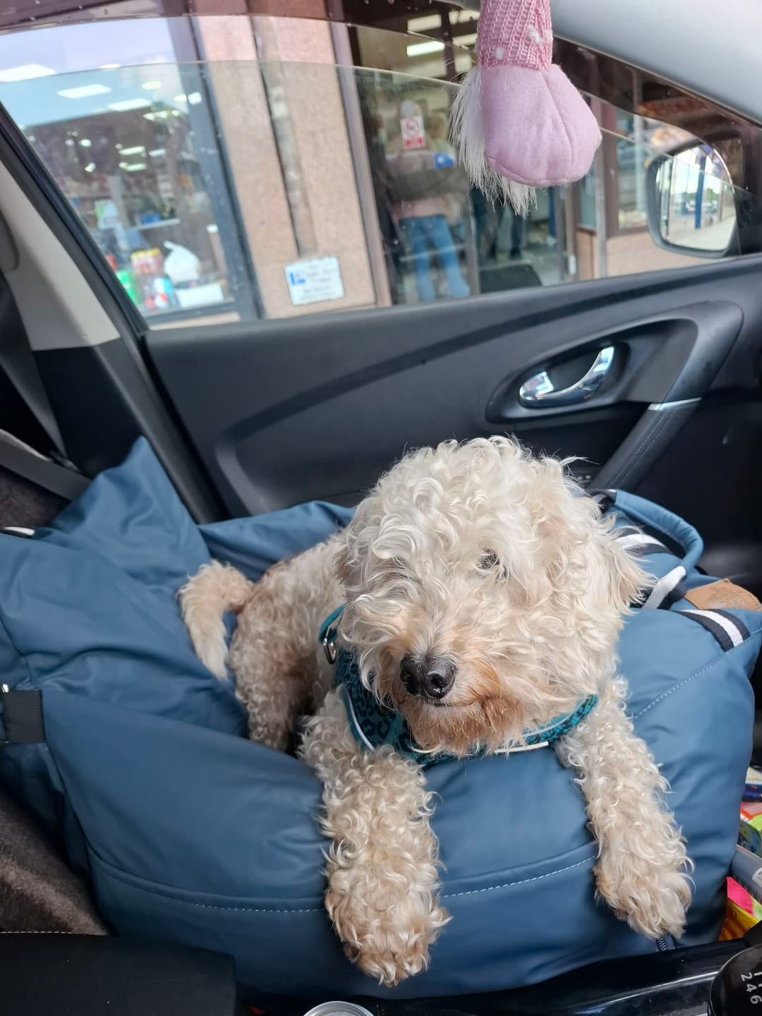 Customer photo review of The Dog Dock V2 New & Improved with ISO Fix