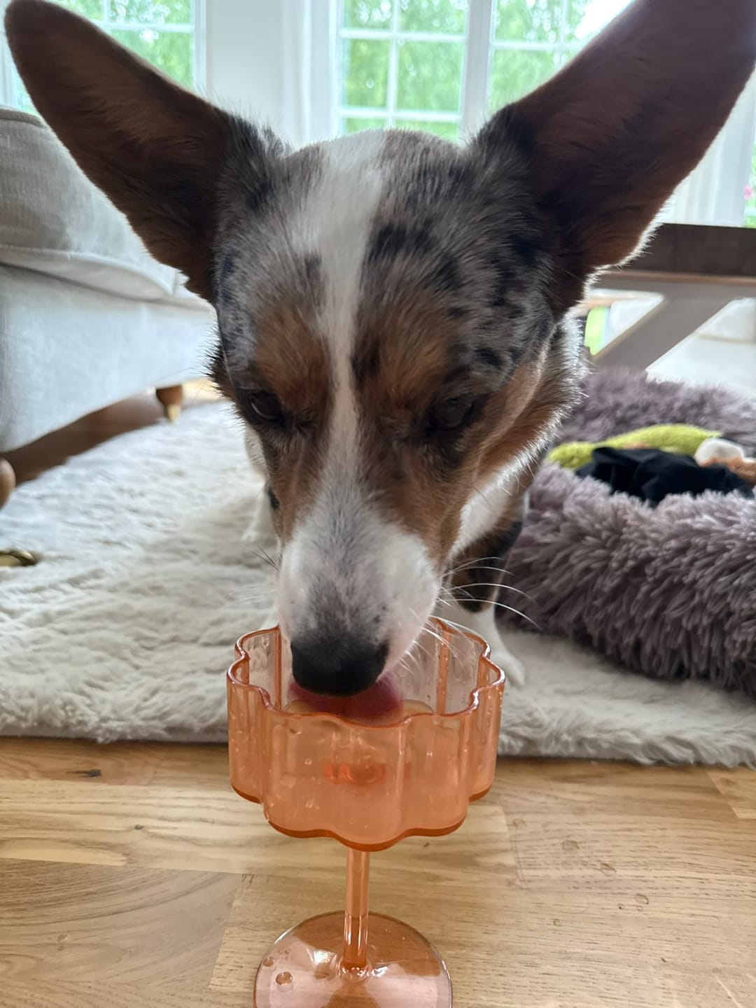 Customer photo review of Hunddrink Wauquiri