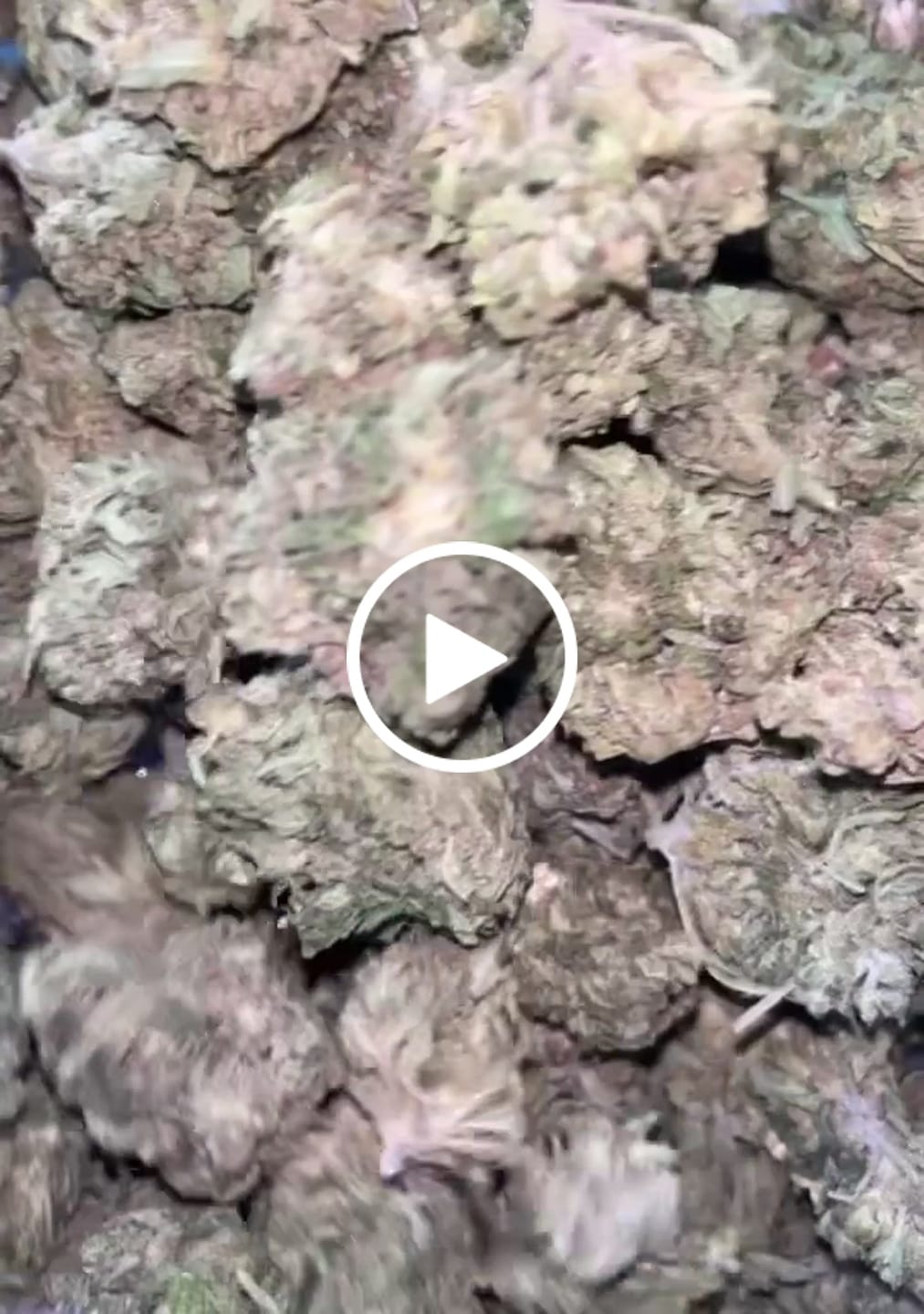 Customer video review of Fire OG - Bulk - Indica