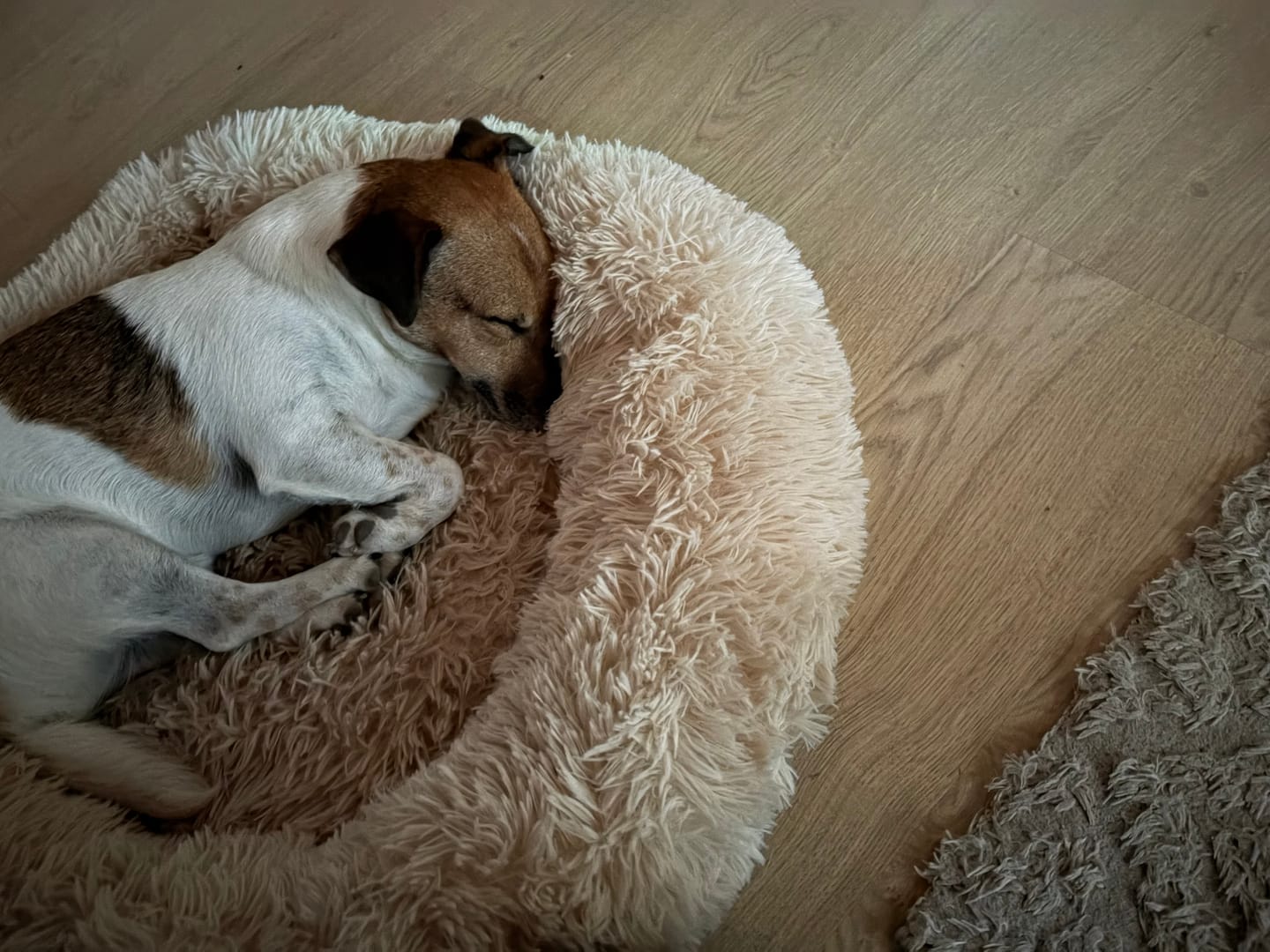 Customer photo review of Pet Perfect Orthopedische Donutmand