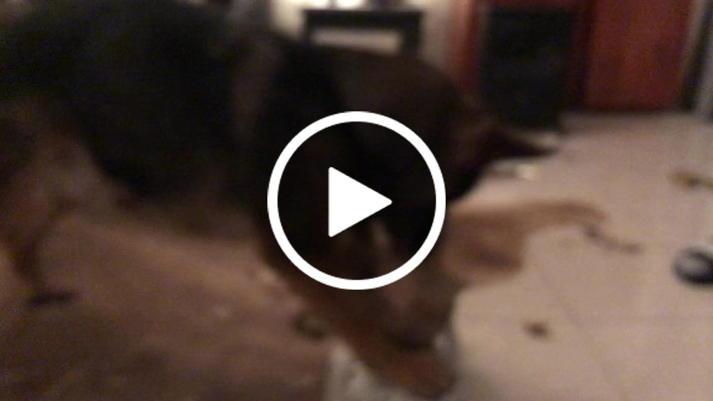 Customer video review of Dog Lead