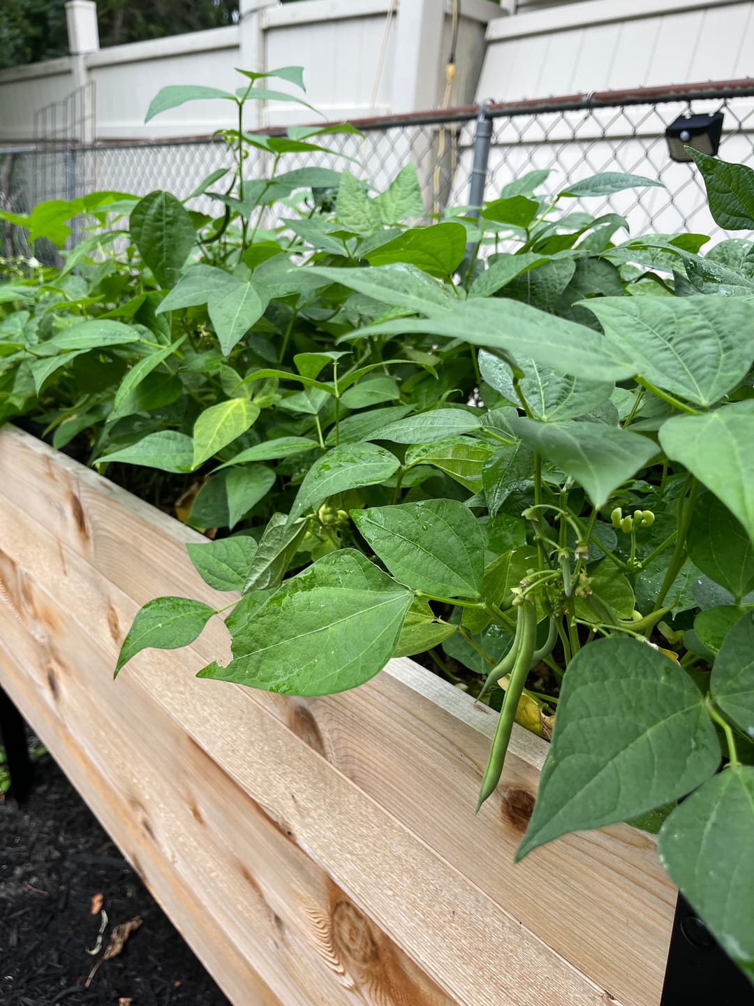 Customer photo review of Jason Bundle Raised Garden Bed + Platform Feet