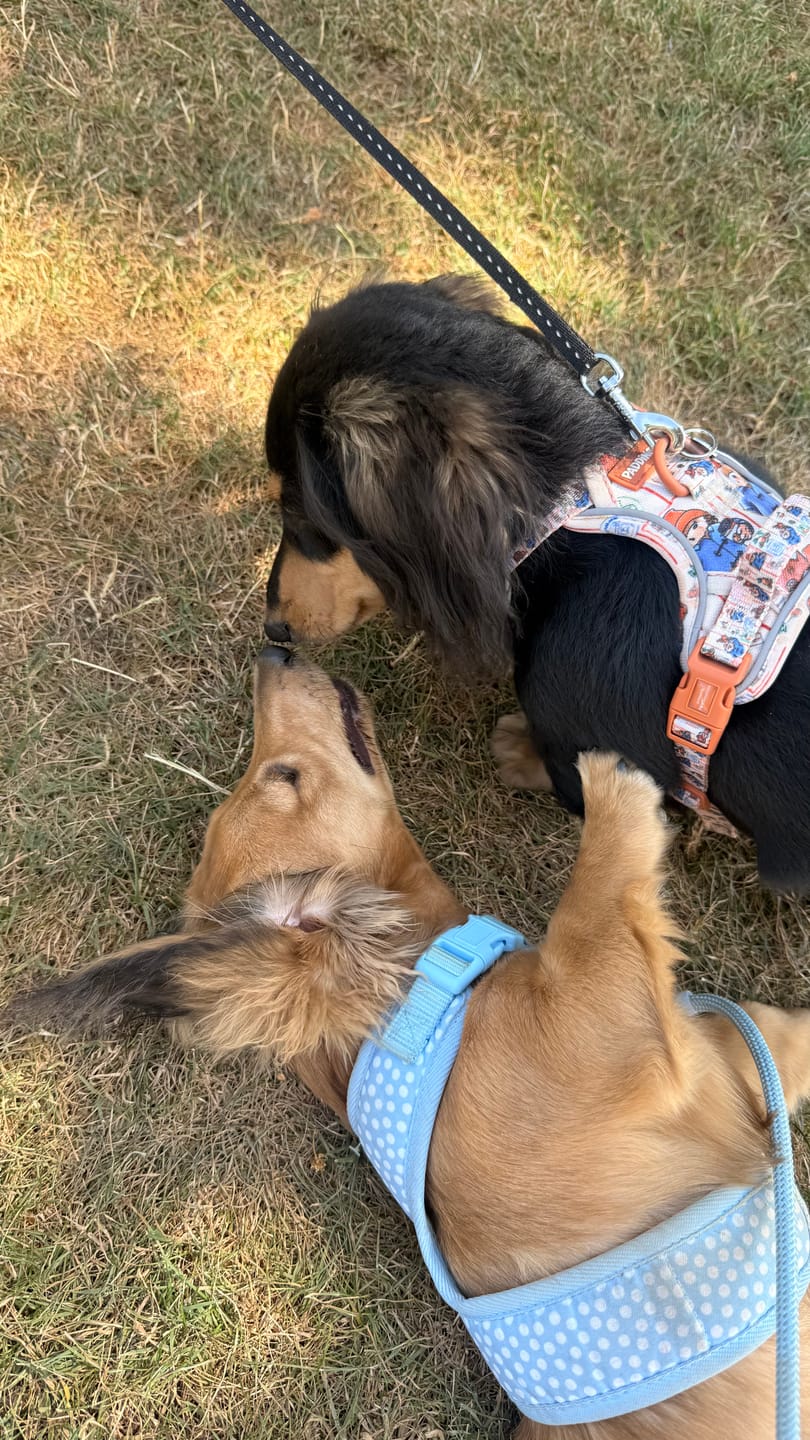 Customer photo review of Paddington™ Tough Trails™ Harness - Peckish Paddington