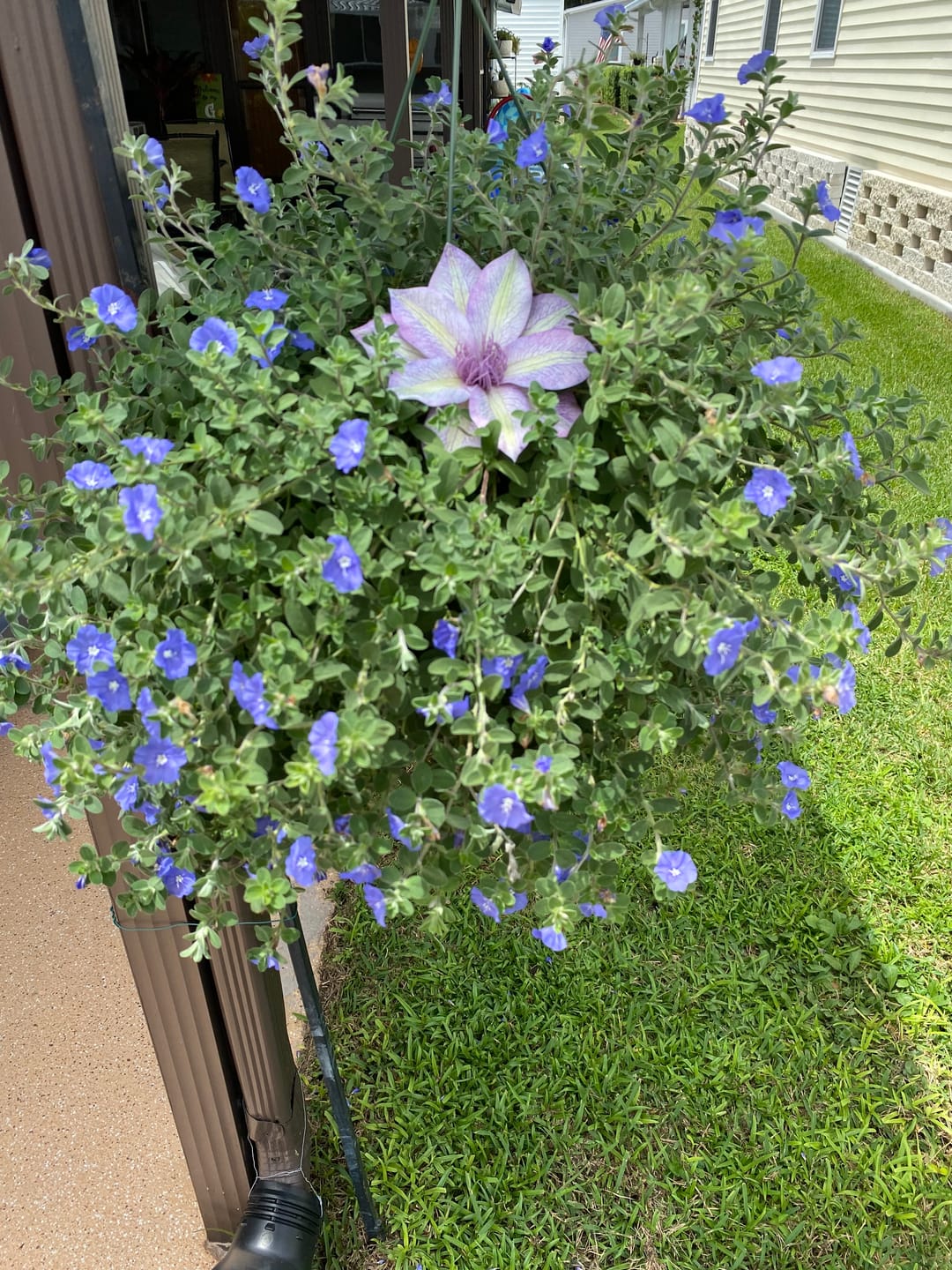 Customer photo review of Plant Juice