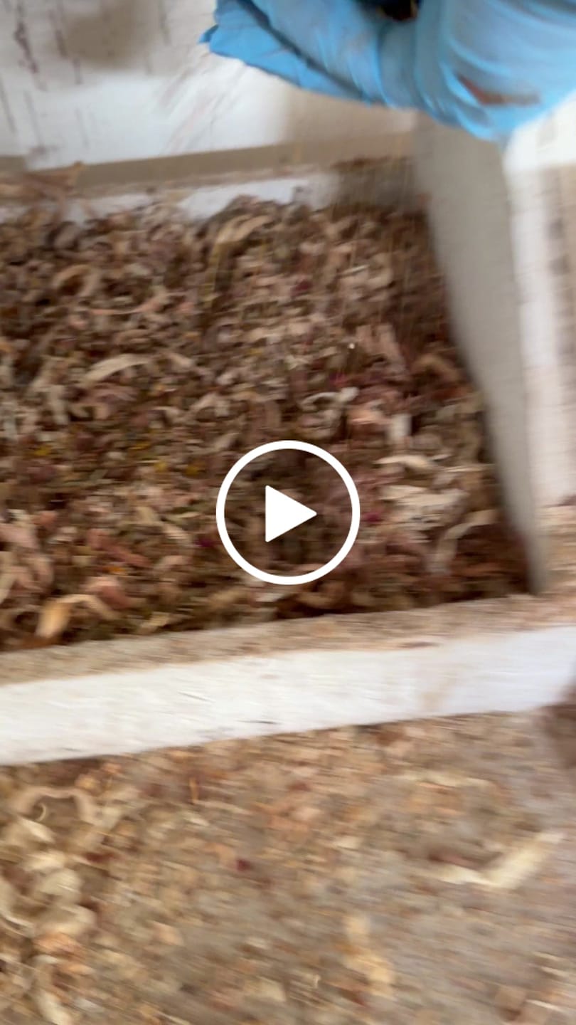 Customer video review of Nesting Herbs - Control Odors & Keep Coops Mite & Lice-Free
