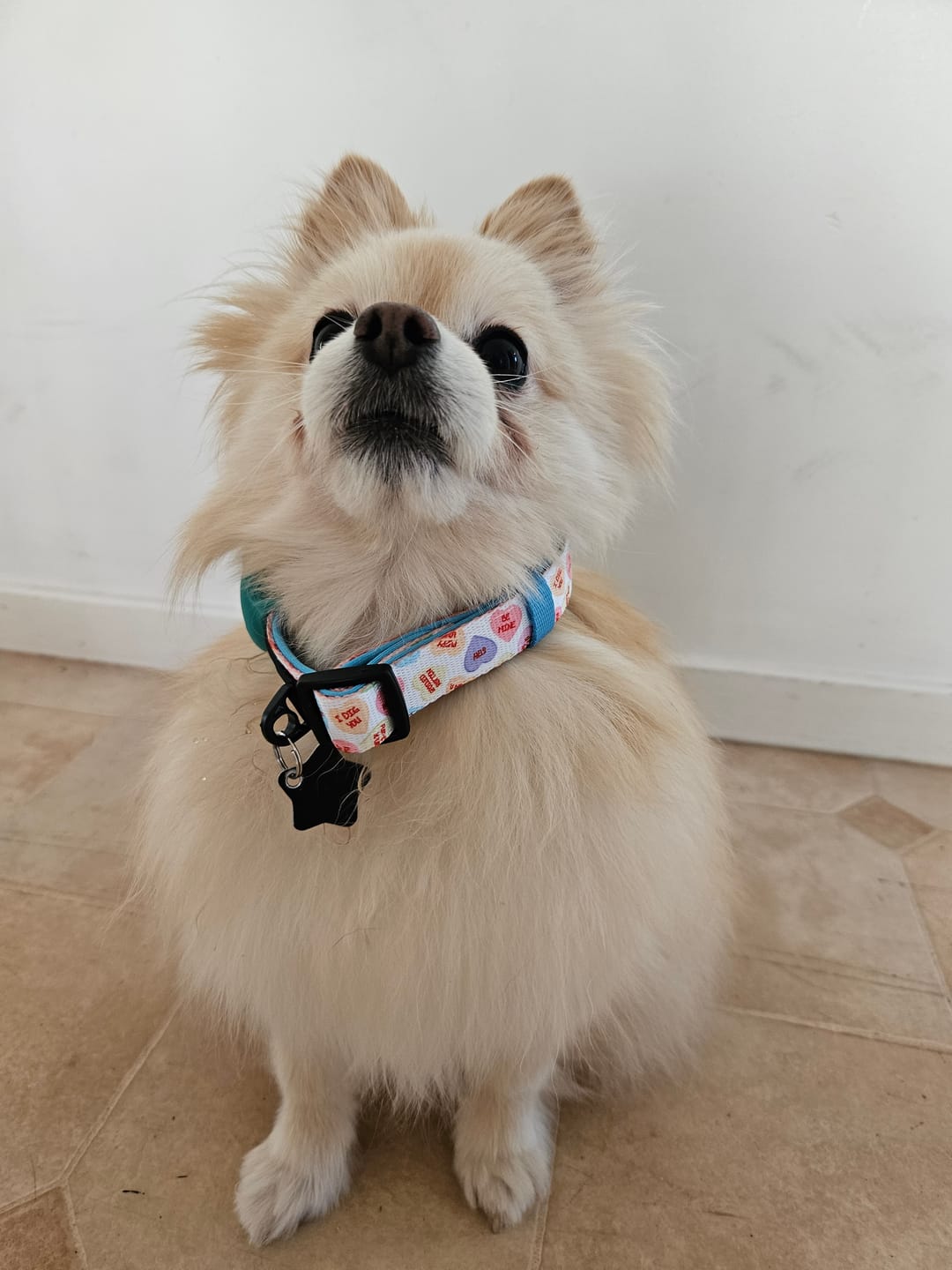 Customer photo review of COLLAR -SWEET TALKER