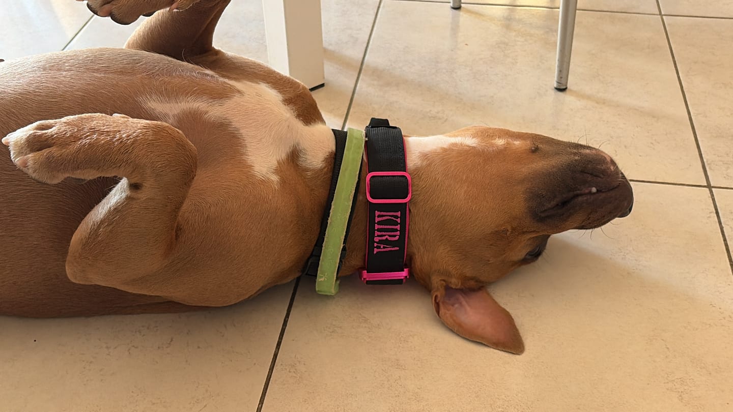 Customer photo review of Collare Crime 3cm