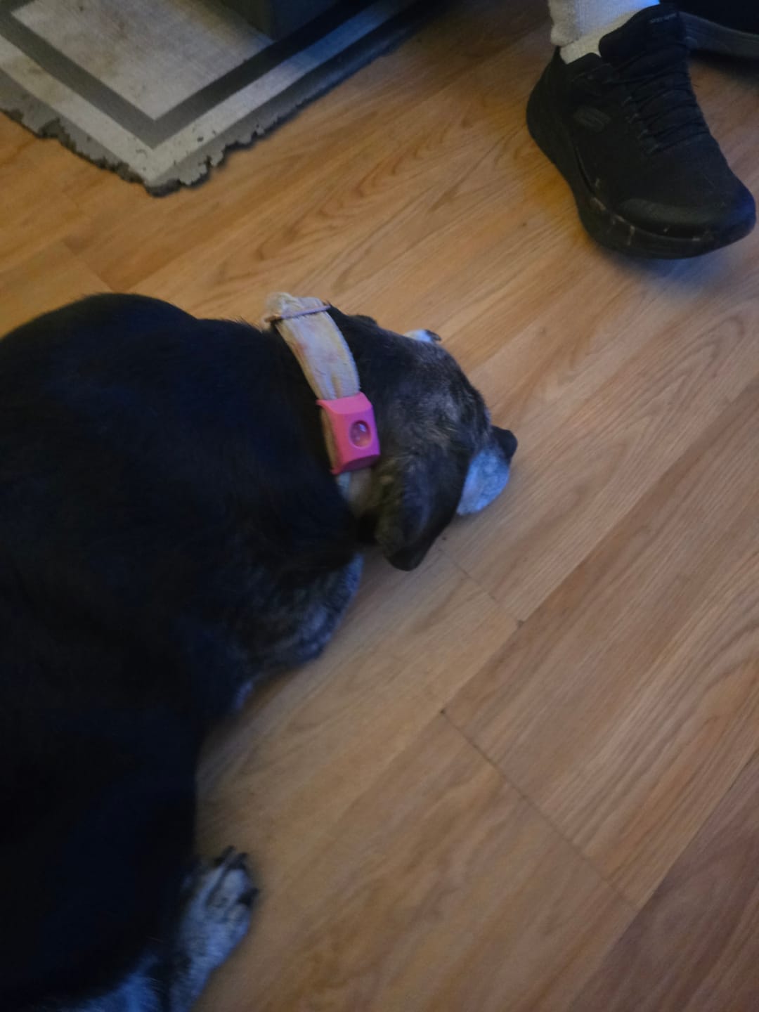 Customer photo review of FurLife™ - 12 Months All Natural Flea and Tick Tags for Dogs