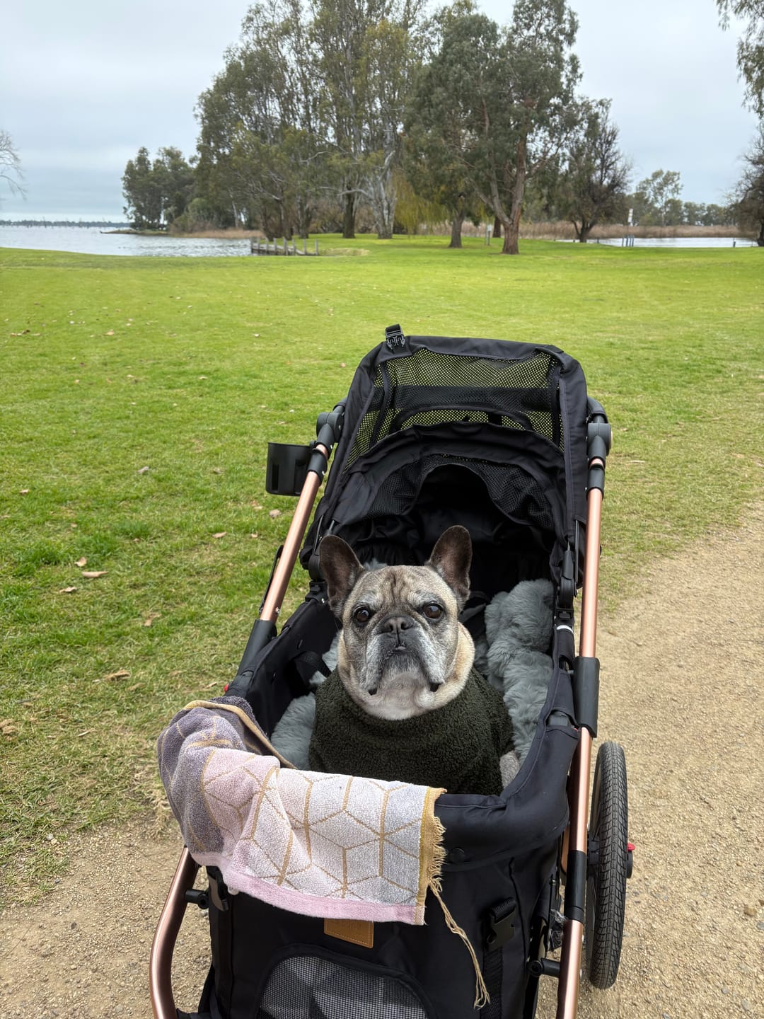 Customer photo review of Sports Large Pet Stroller