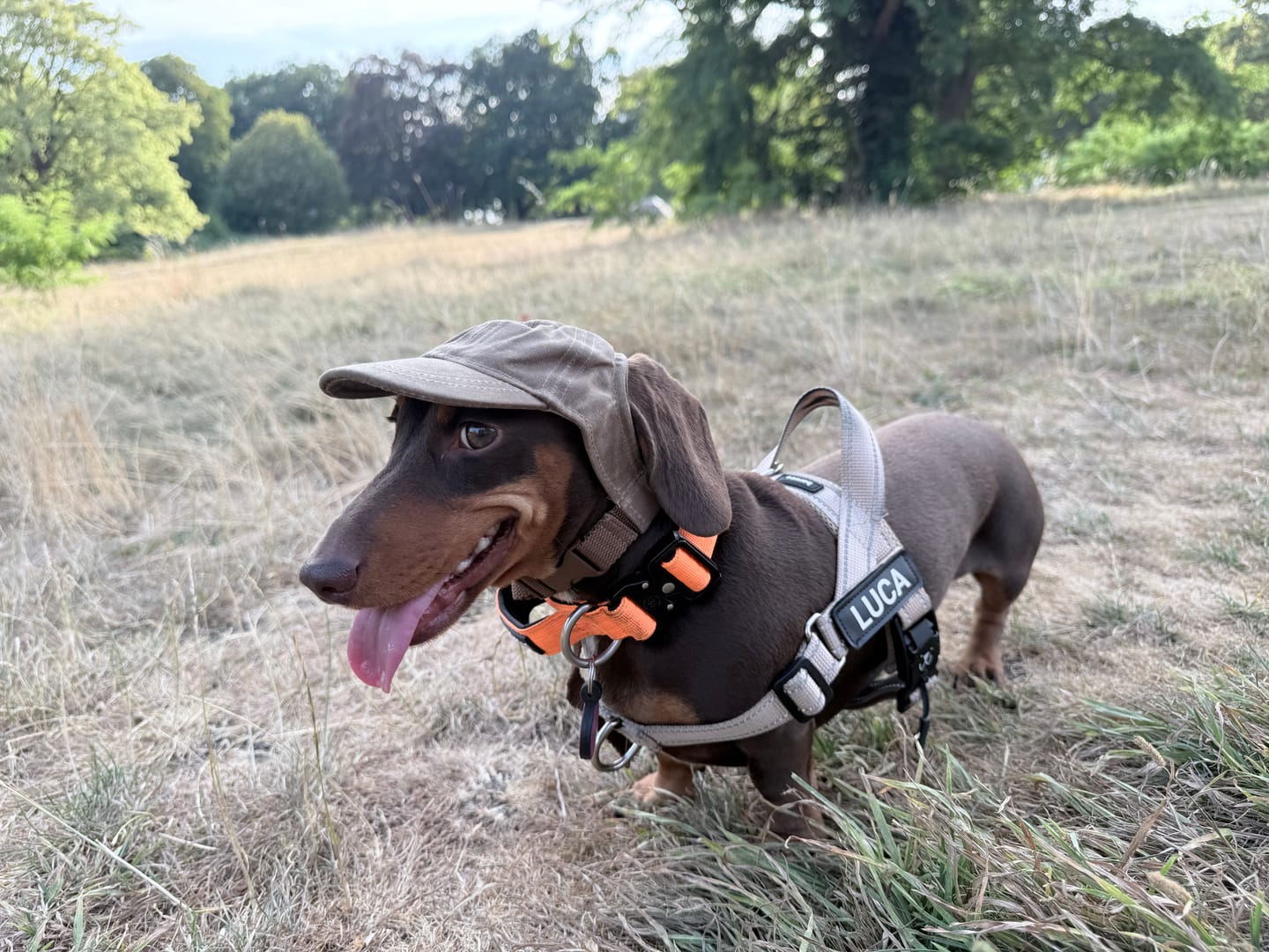 Customer photo review of 2.5cm Combat® Collar | With Handle & Secure Clip - Orange