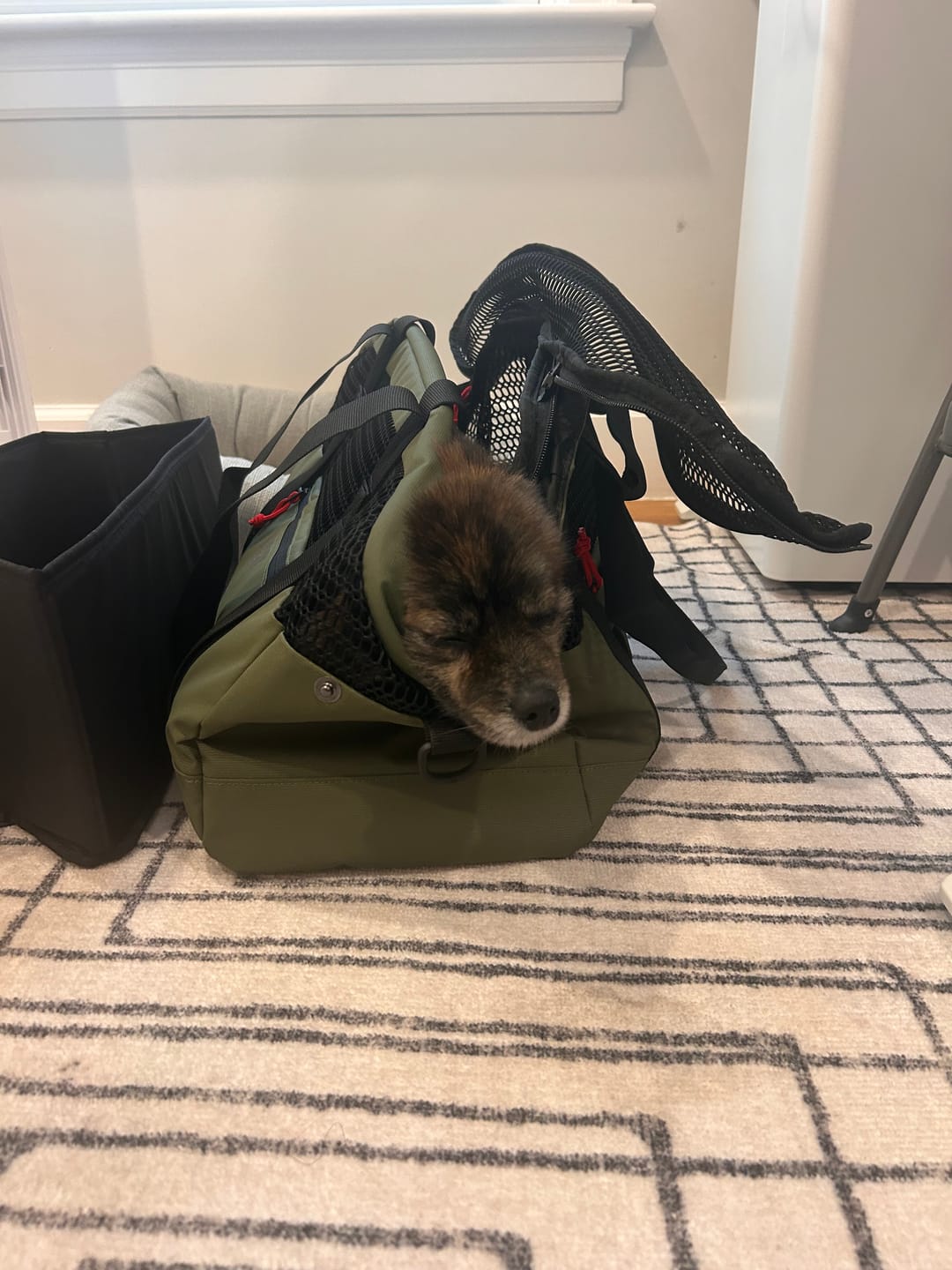 Customer photo review of PAWD Pet Carrier Bag
