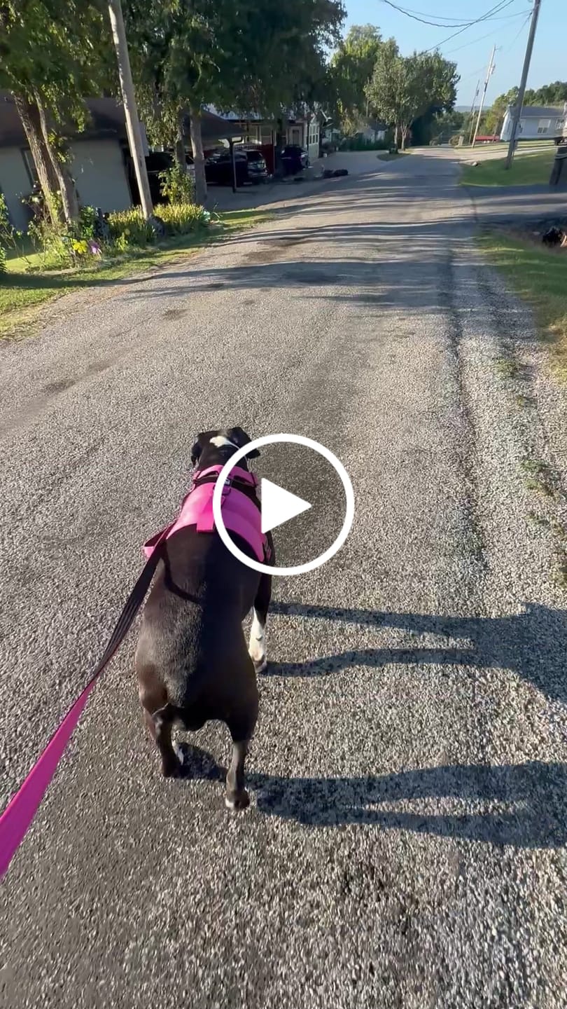 Customer video review of No Pull Bully Proof Harness