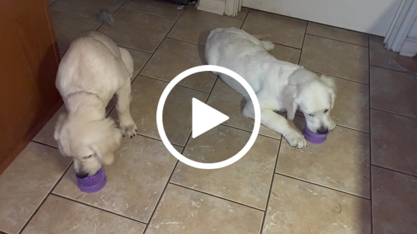 Customer video review of Freezball - Durable Fillable Dog Chew Bone