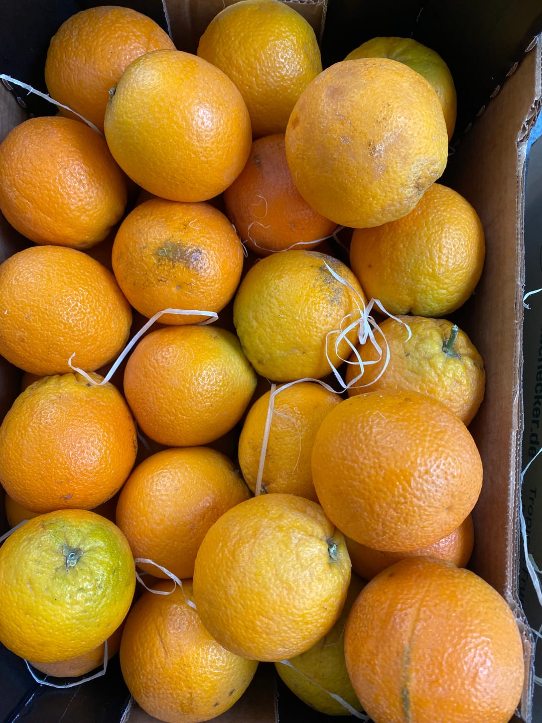 Customer photo review of Orangen Lane Late Bio von Apostolis Kreta 4kg Box